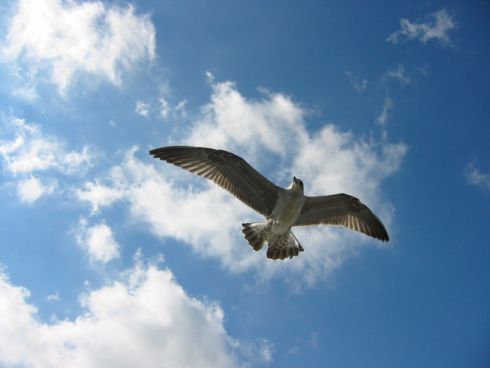Agrariërs moeten worden geïnformeerd over de vogelgriep